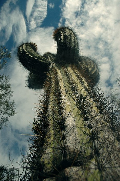 16.01.2009 T-kaktus
